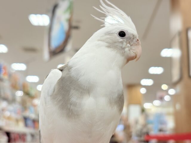 オカメインコ
