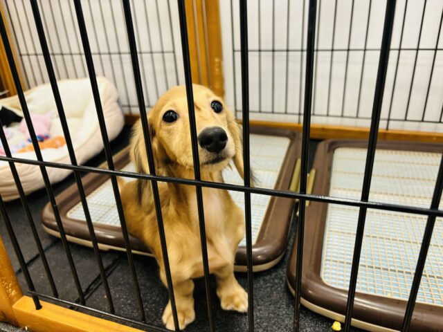 カニンヘンダックス