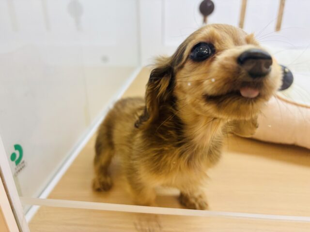 カニンヘンダックス