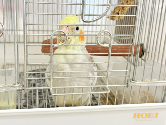 【最新画像更新🪄もうすぐひとり餌☆】みつめてください。。。 ねっ?? オカメインコ シナモンパイド~~ オカメインコ