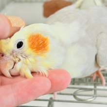 【最新画像更新🪄もうすぐひとり餌‪☆】みつめてください。。。　ねっ？？　オカメインコ　シナモンパイド～～