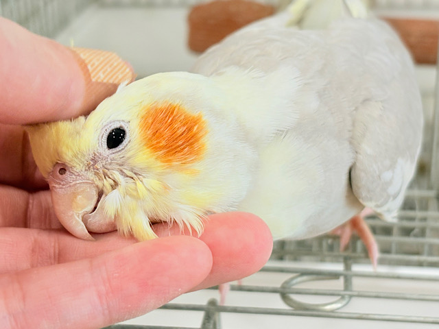 【最新画像更新🪄もうすぐひとり餌‪☆】みつめてください。。。　ねっ？？　オカメインコ　シナモンパイド～～