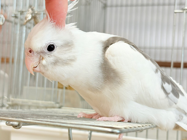 【最新画像更新🪄もうすぐひとり餌‪☆】伸び伸び大きくなってね‪☆オカメインコ(WFパイド) ヒナ