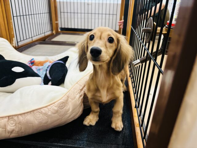 カニンヘンダックス