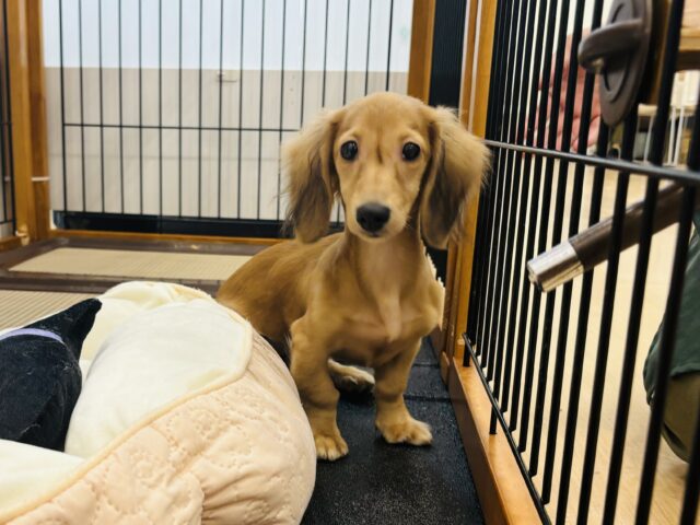 カニンヘンダックス