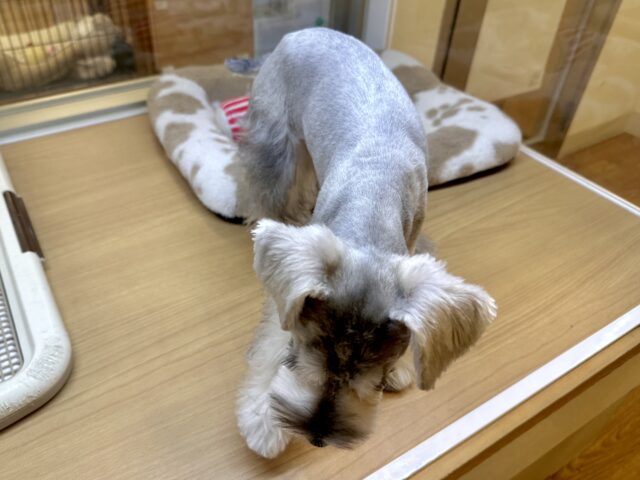 ミニチュアシュナウザー