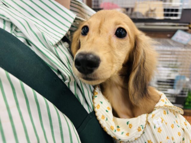 カニンヘンダックス