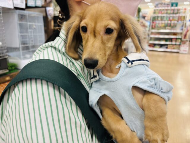 カニンヘンダックス