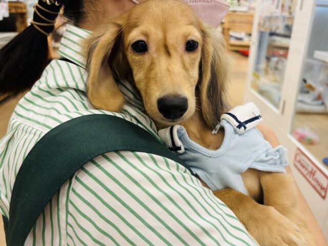 カニンヘンダックス