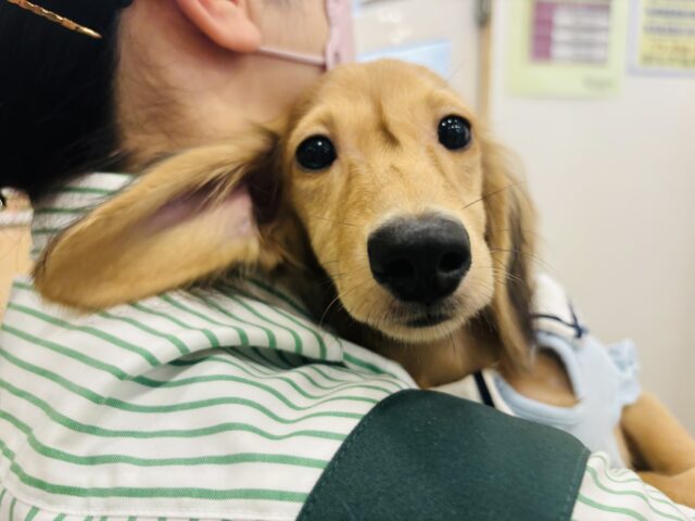 カニンヘンダックス