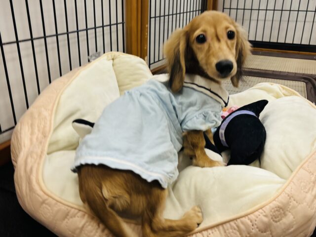 カニンヘンダックス