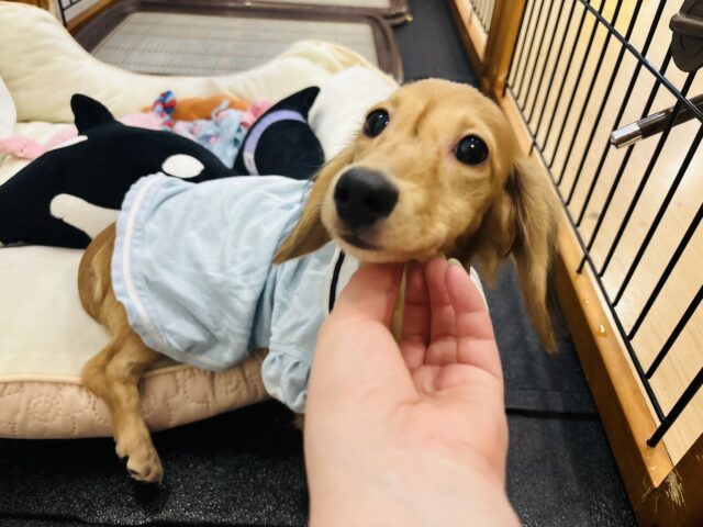 カニンヘンダックス