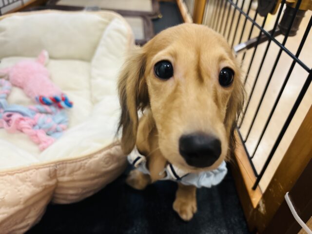 カニンヘンダックス