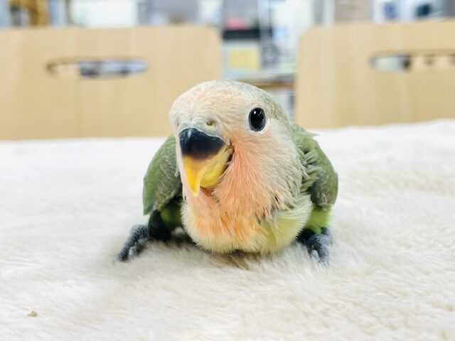 コザクラインコ（小桜インコ）