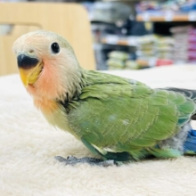 【最新画像】大きくなったらいっぱい飛ぶんだ💚コザクラインコ（ノーマル）ヒナ