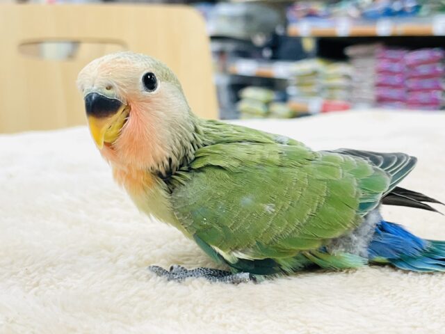 【最新画像】大きくなったらいっぱい飛ぶんだ💚コザクラインコ（ノーマル）ヒナ