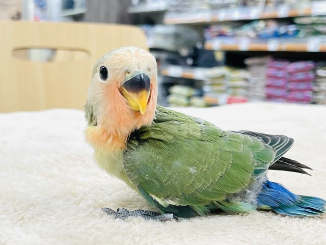 コザクラインコ（小桜インコ）