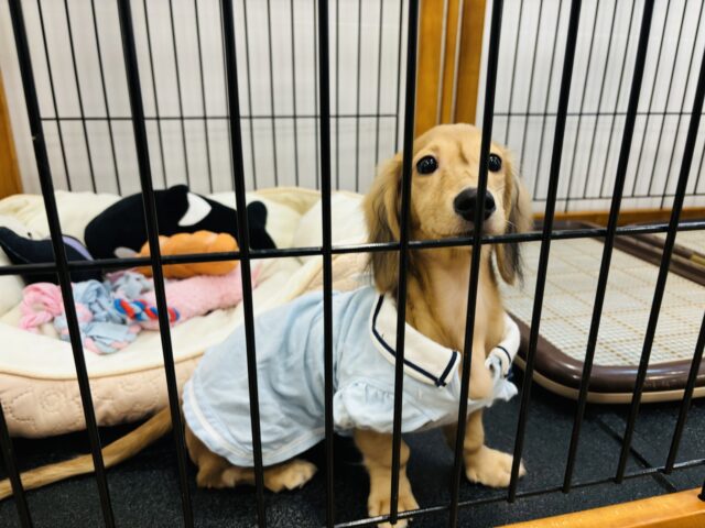 カニンヘンダックス