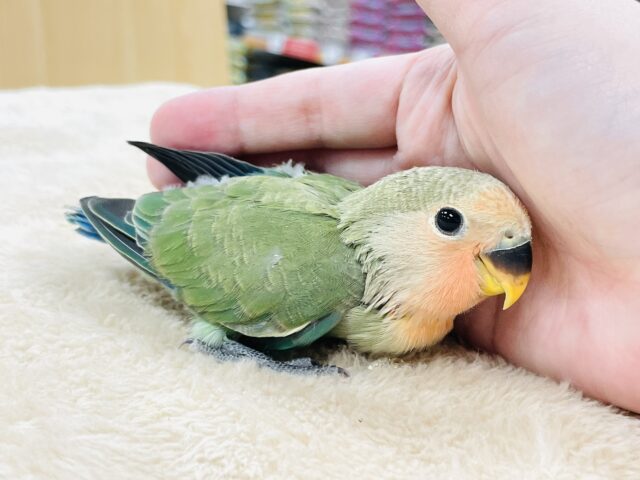 コザクラインコ（小桜インコ）
