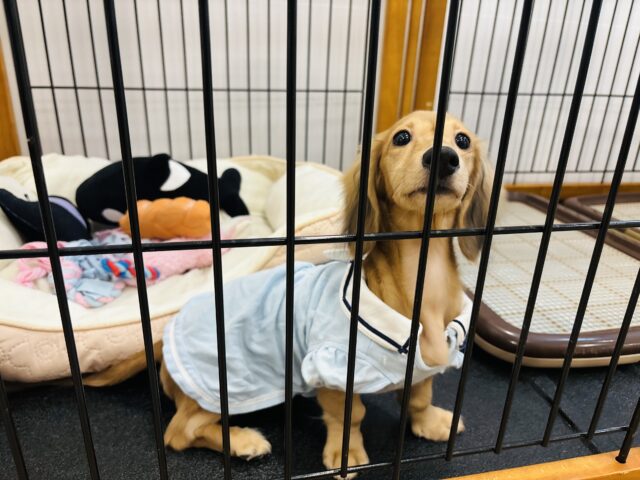 カニンヘンダックス