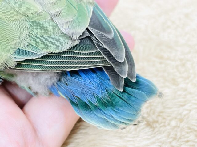 コザクラインコ（小桜インコ）