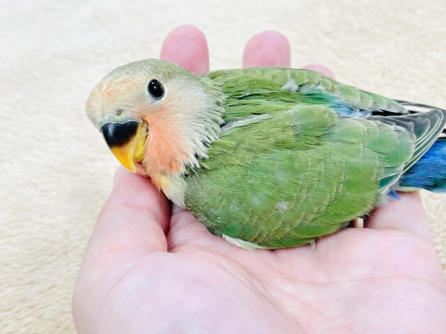 コザクラインコ（小桜インコ）