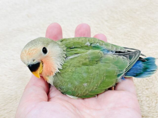 コザクラインコ（小桜インコ）