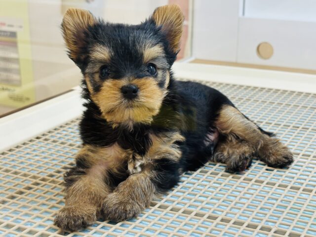 ヨークシャテリア