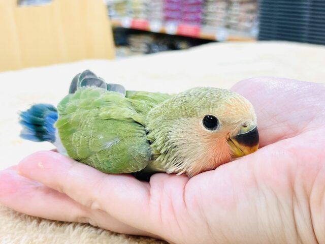 コザクラインコ（小桜インコ）