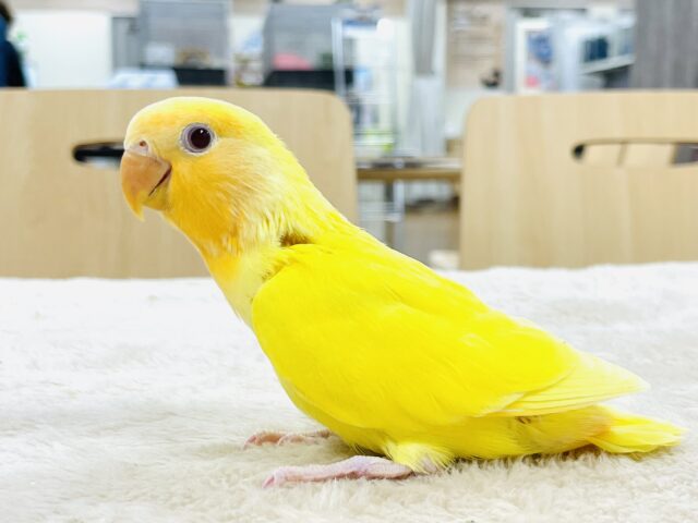 コザクラインコ（小桜インコ）