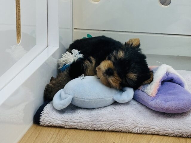 ヨークシャテリア