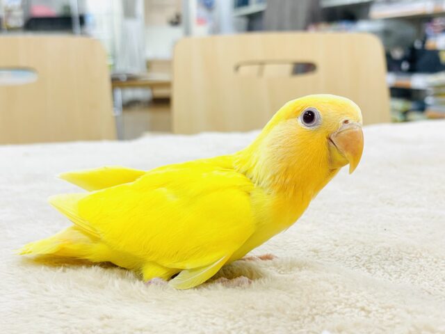 コザクラインコ（小桜インコ）