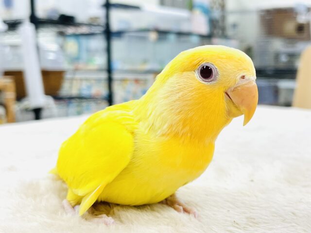 コザクラインコ（小桜インコ）
