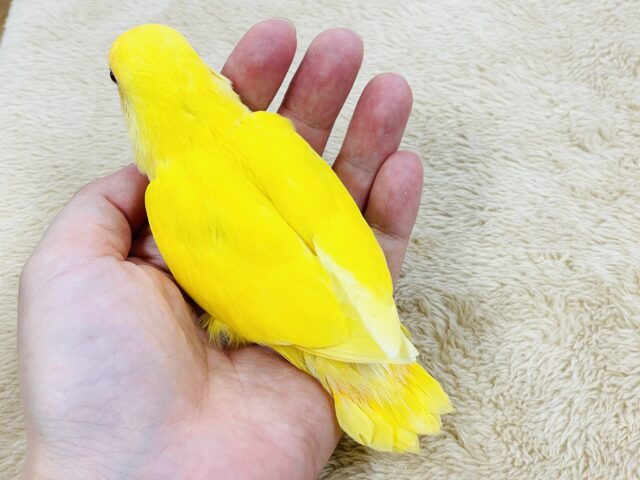 コザクラインコ（小桜インコ）