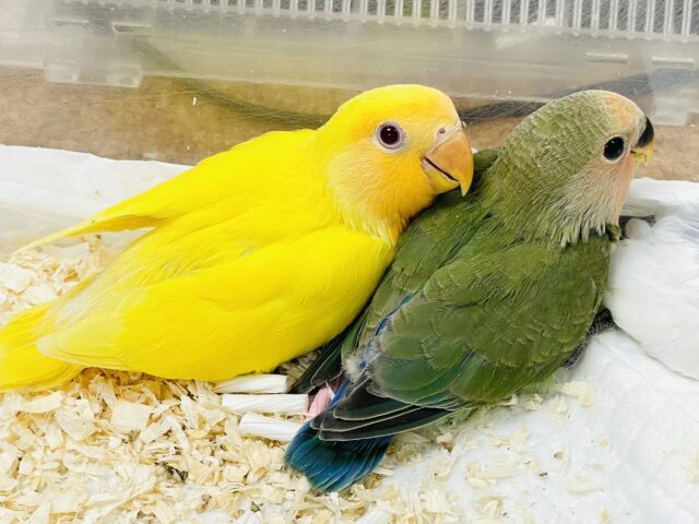 コザクラインコ（小桜インコ）