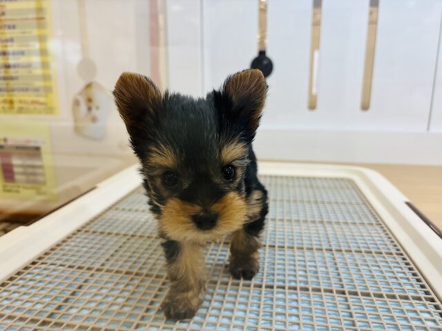 ヨークシャテリア