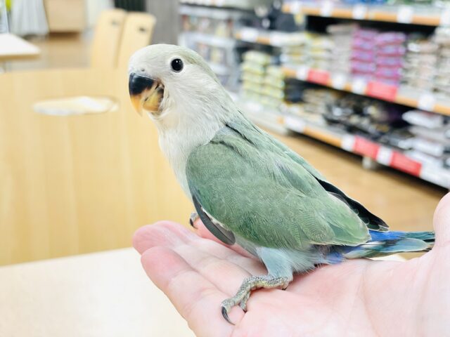 コザクラインコ（小桜インコ）