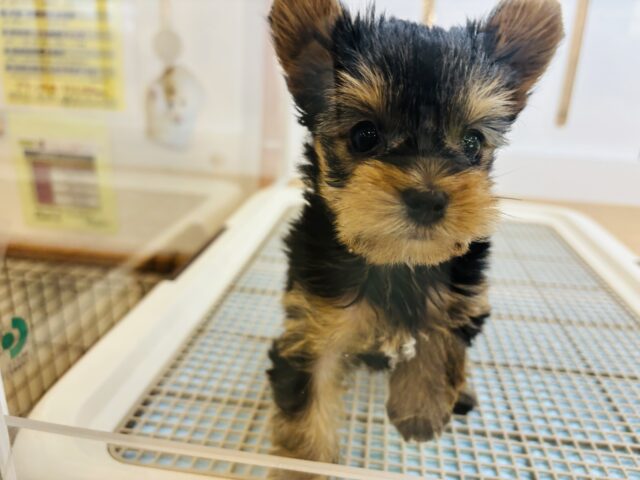 ヨークシャテリア