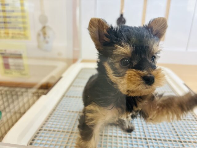 ヨークシャテリア