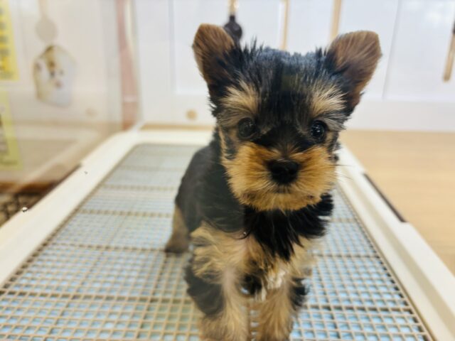 ヨークシャテリア