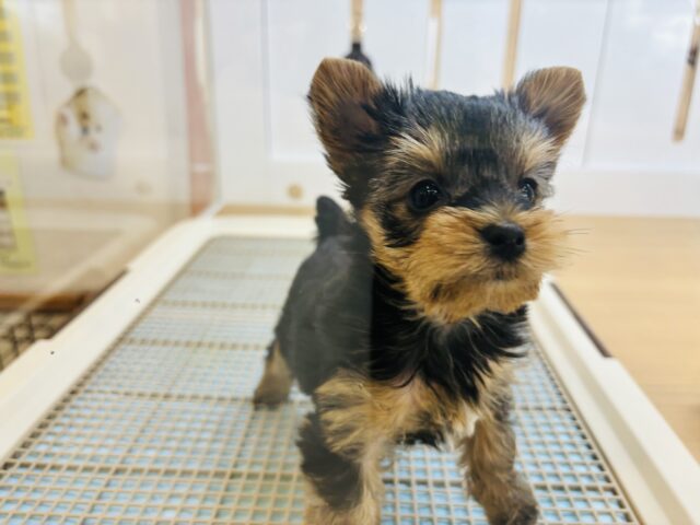 ヨークシャテリア