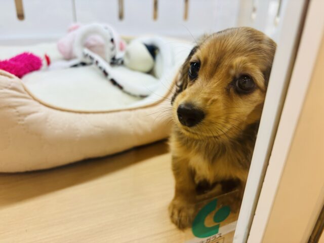 カニンヘンダックス