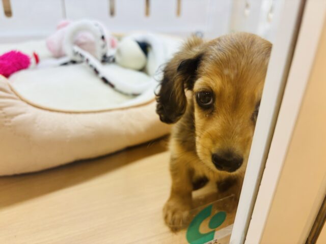 カニンヘンダックス