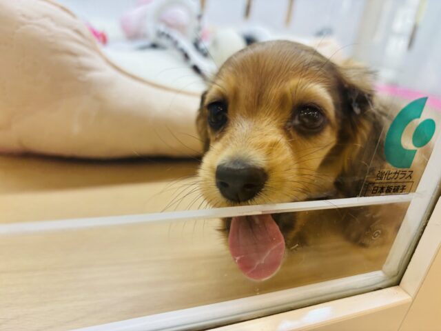 カニンヘンダックス