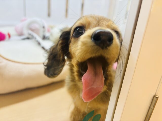 カニンヘンダックス