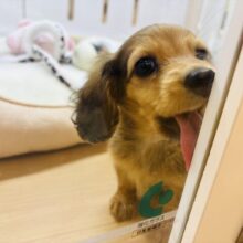 キョロキョロパトロール開始👷🏻‍♀️カニンヘンダックスフンドちゃん！