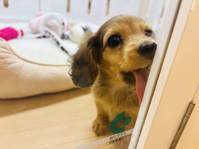 キョロキョロパトロール開始👷🏻‍♀️カニンヘンダックスフンドちゃん！