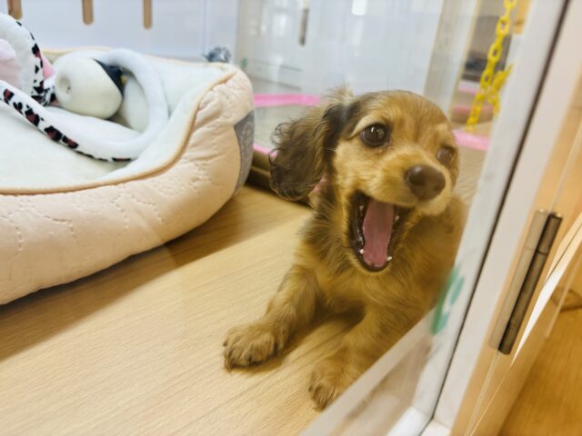 カニンヘンダックス