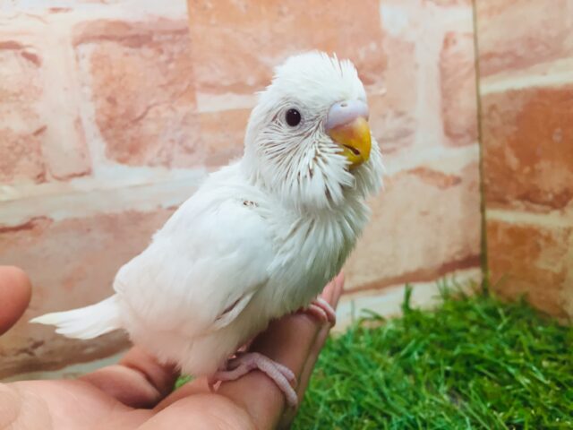つい見入ってしまう美しさ、、、⛄　セキセイインコ（アルビノ）