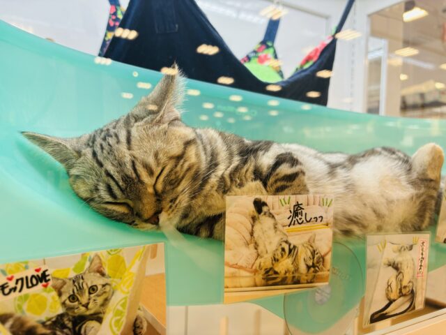 超ホヤホヤ最新画像✨あたちをなでてぇ~!!!マンチカンちゃん! マンチカン